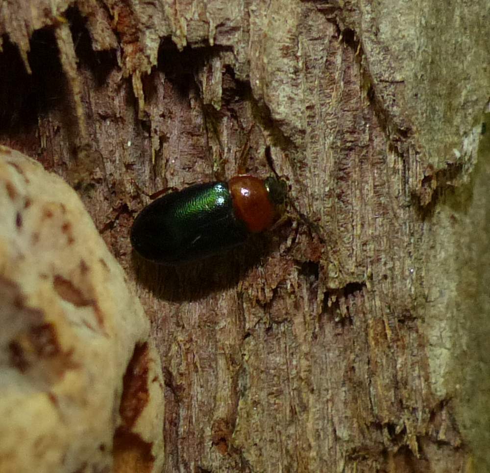 Tetratoma truncorum
