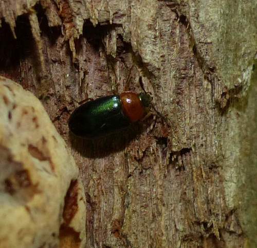 Tetratoma truncorum