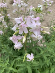 Saponaria officinalis