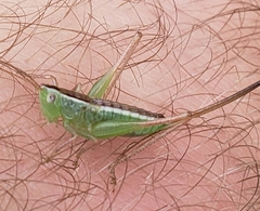 Conocephalus saltans