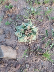 Coryphantha robustispina scheeri