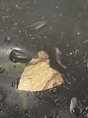 Pseudeustrotia semialba