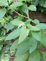 Phytolacca americana