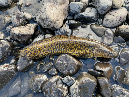 Burbot