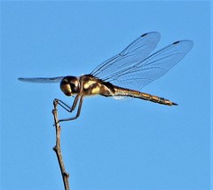 Tramea cophysa