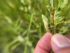Dasineura salicifoliae