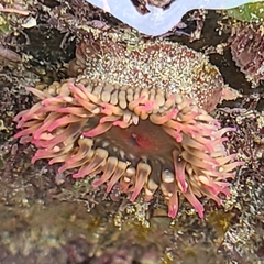 Bunodosoma grande image