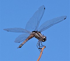 Tramea cophysa