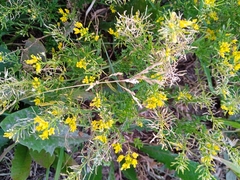 Rorippa sylvestris