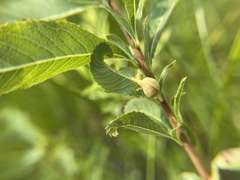 Dasineura salicifoliae