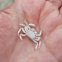Hemigrapsus sanguineus
