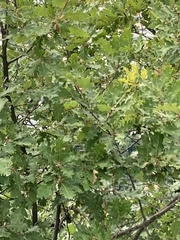 Quercus pubescens