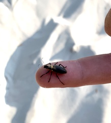 Brachyderes lusitanicus