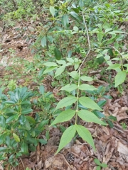 Buckleya distichophylla