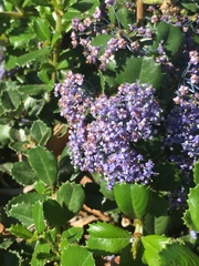 Ceanothus gloriosus