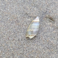 Olivella semistriata