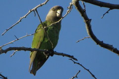 Poicephalus cryptoxanthus