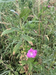 Epilobium hirsutum