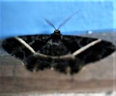 Harutalcis vialis
