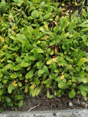 Leptinella dioica