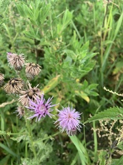 Cirsium arvense