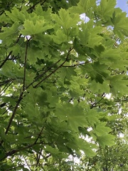 Acer platanoides