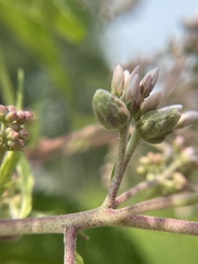 Anthodiplosis eutrochii