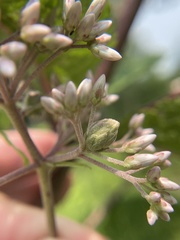 Anthodiplosis eutrochii