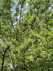 Prunus spinosa
