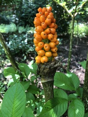 Amorphophallus konjac