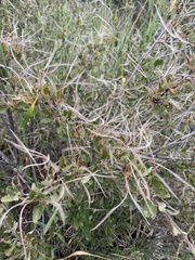 Cercocarpus montanus