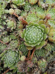 Sempervivum arachnoideum