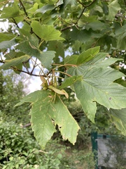 Acer pseudoplatanus