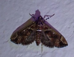 Sathria internitalis