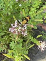 Hemaris diffinis