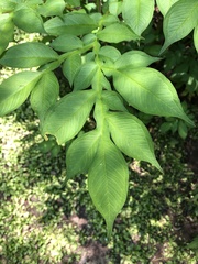 Amorphophallus konjac