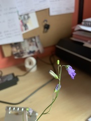 Campanula rotundifolia