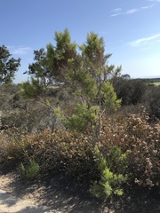 Baccharis pilularis consanguinea