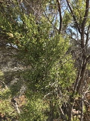 Baccharis pilularis consanguinea