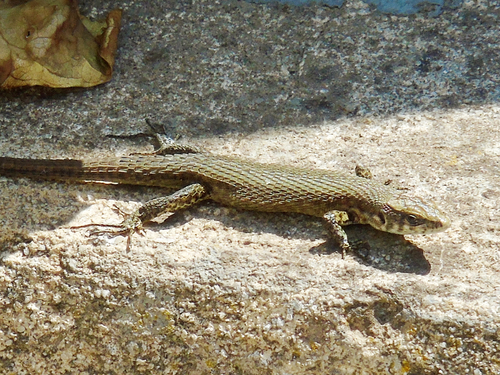 Greek Keeled Lizard, Algyroides moreoticus