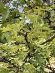 Crataegus monogyna