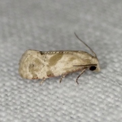 Platphalonidia magdalenae