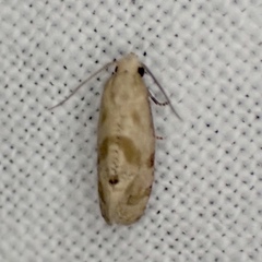 Platphalonidia magdalenae