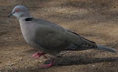 Streptopelia decipiens