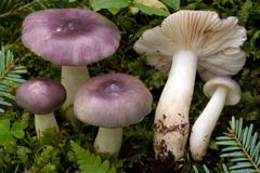 Russula cavipes