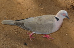 Streptopelia decipiens