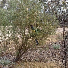 Barnardius zonarius zonarius