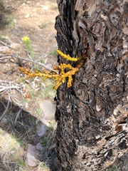 Arceuthobium vaginatum