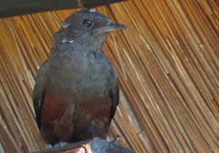 Thamnolaea cinnamomeiventris