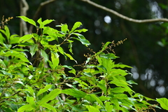Meliosma callicarpifolia